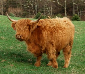 Alasdair Fraser and Natalie Haas now tour by Highland Cow.