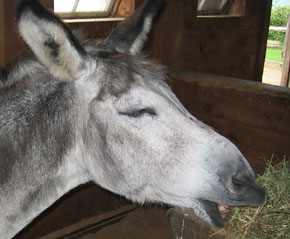 This is so embarassing, said one touring banjo player who recently traded his motorscooter for this donkey.